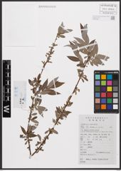 Salix babylonica L.